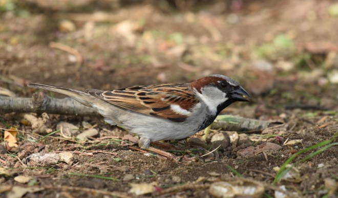 house sparrow1
