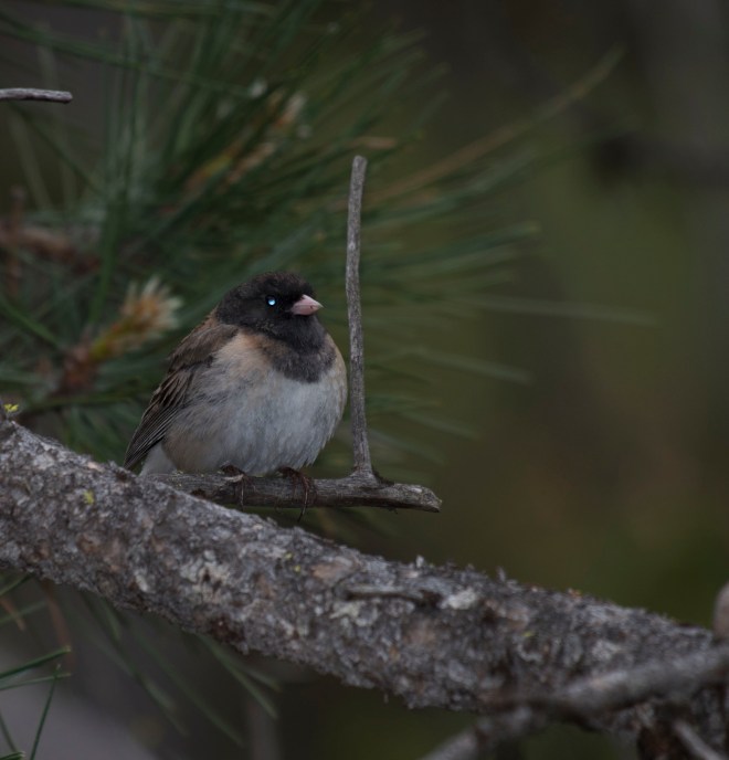 Oregon junco