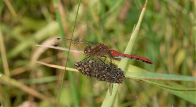 meadowhawk