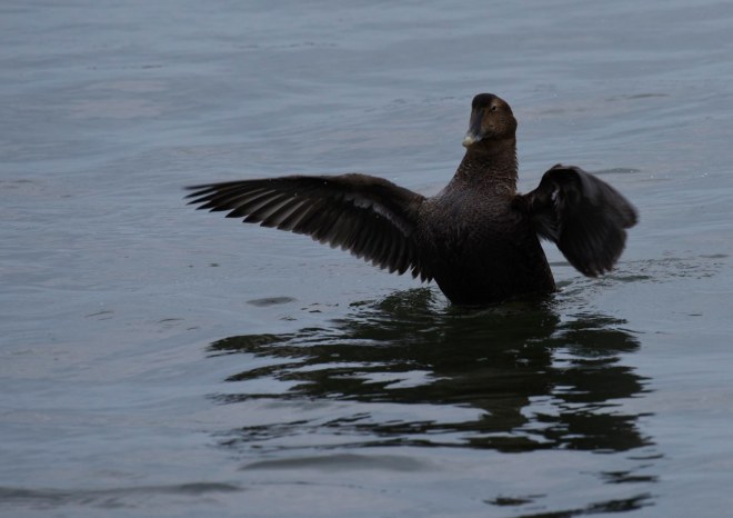 eider2