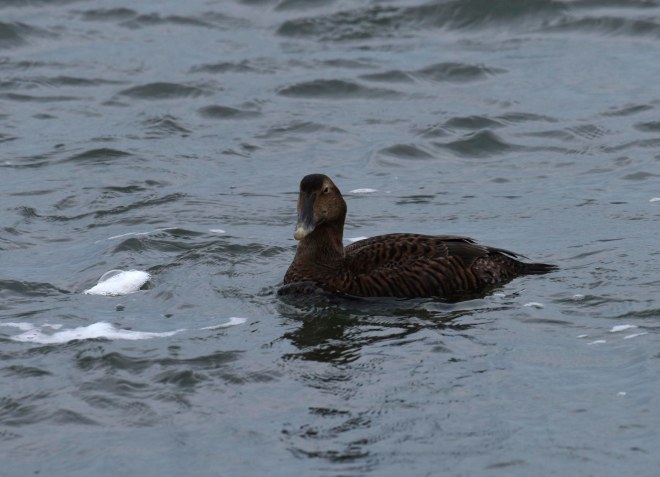 eider4