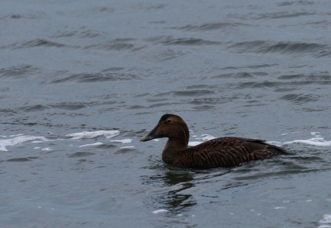 eider5