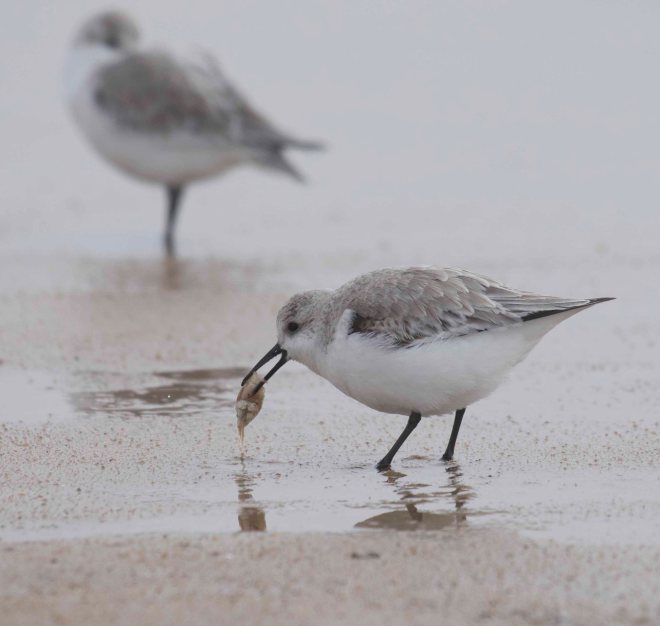 sanderling eating