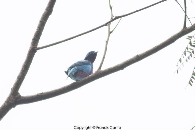 Cotingua francis canto