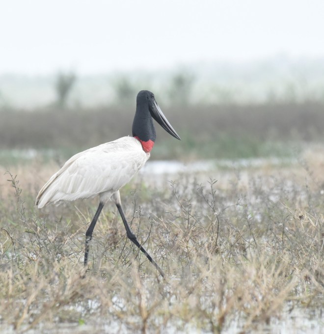 jabiru stork