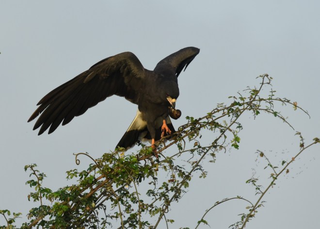 snail kite2