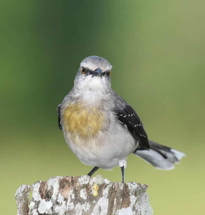 tropical mockingbird2