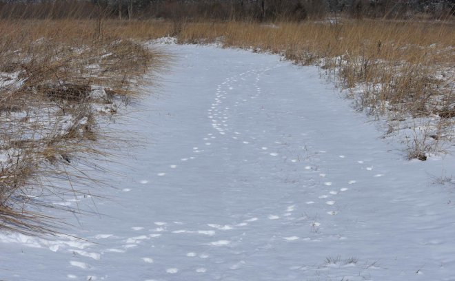 Ptown coyote tracks