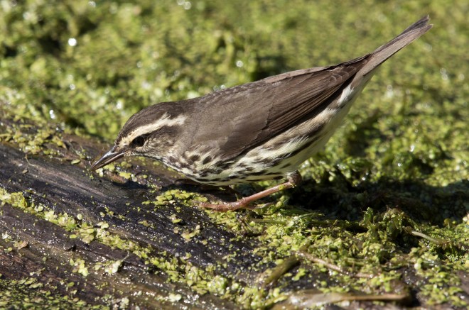 Northern waterthrush