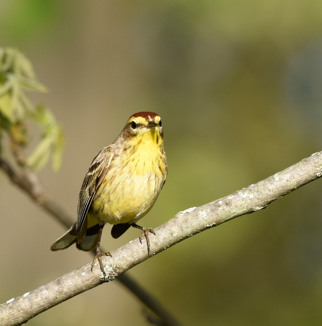 palm warbler