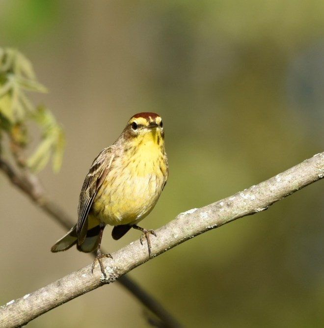 palm warbler
