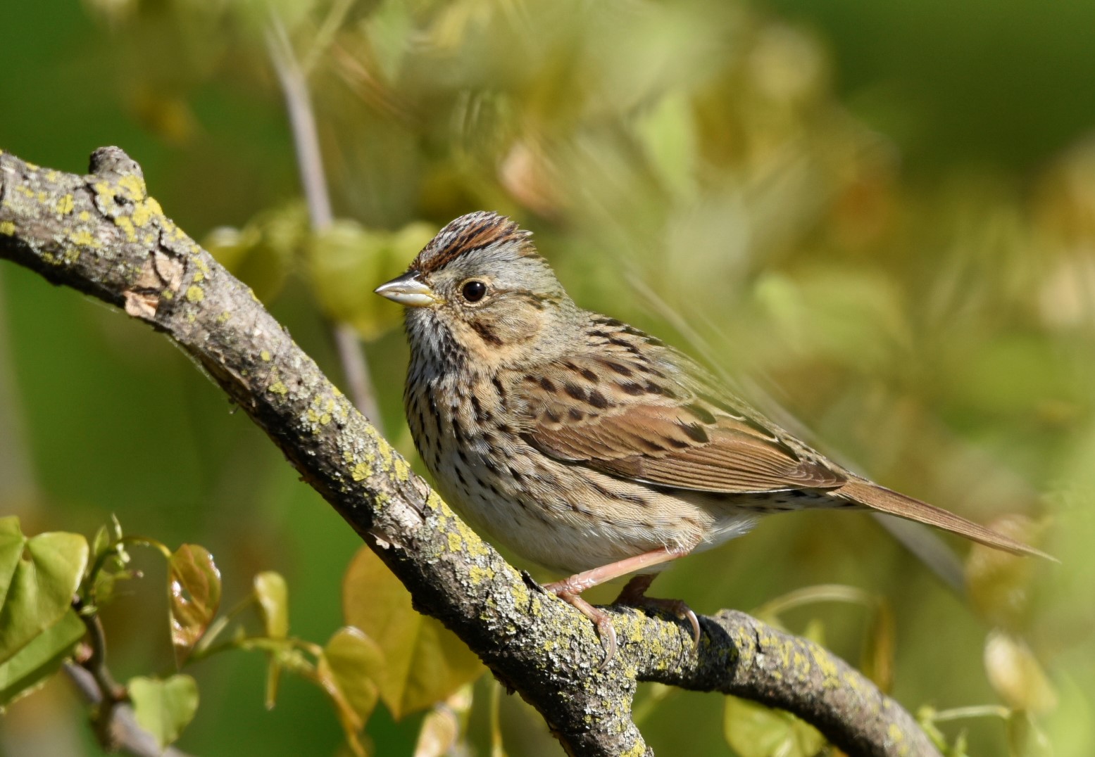 Swamp sparrow