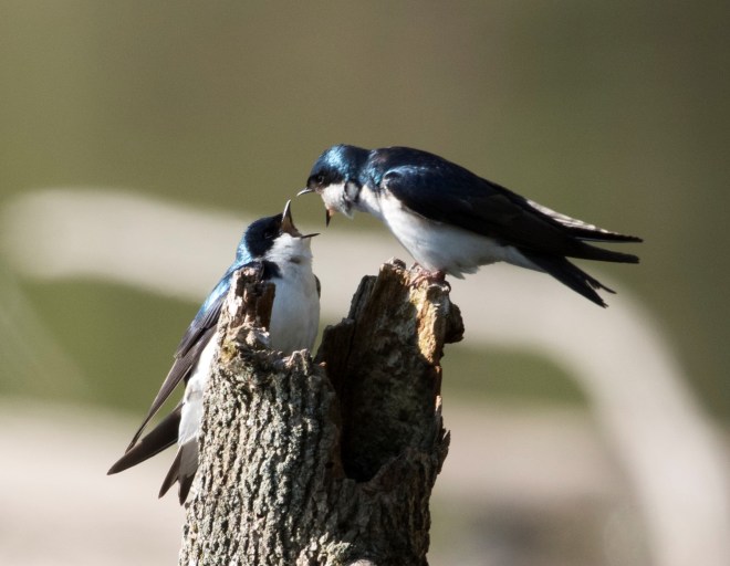 tree swallows