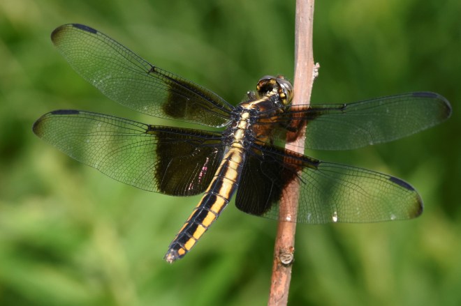 widow skimmer female